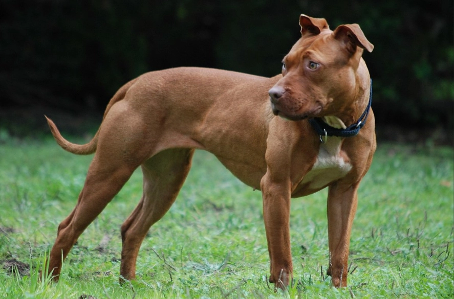 pit bull terrier temperament