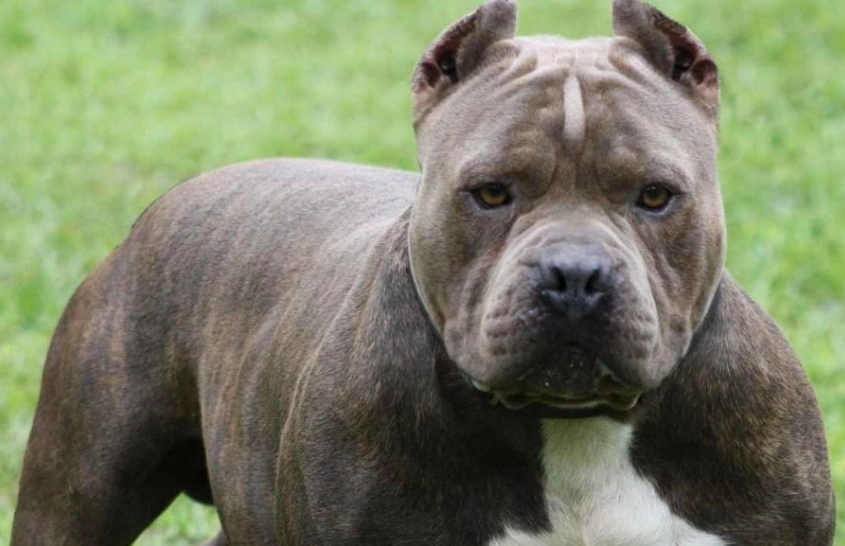 are pit bulls dangerous