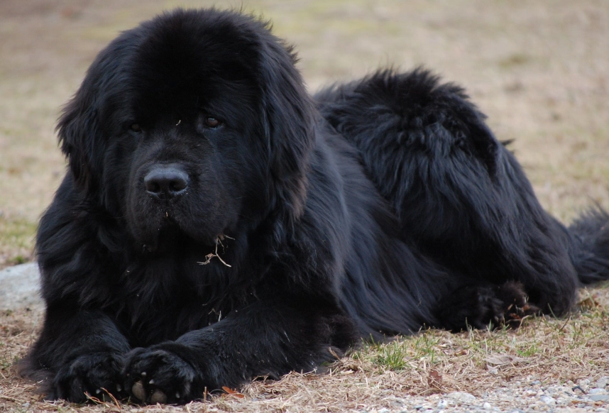 newfoundland dog temperament