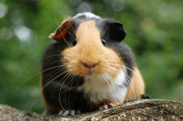 guinea pig care for long life