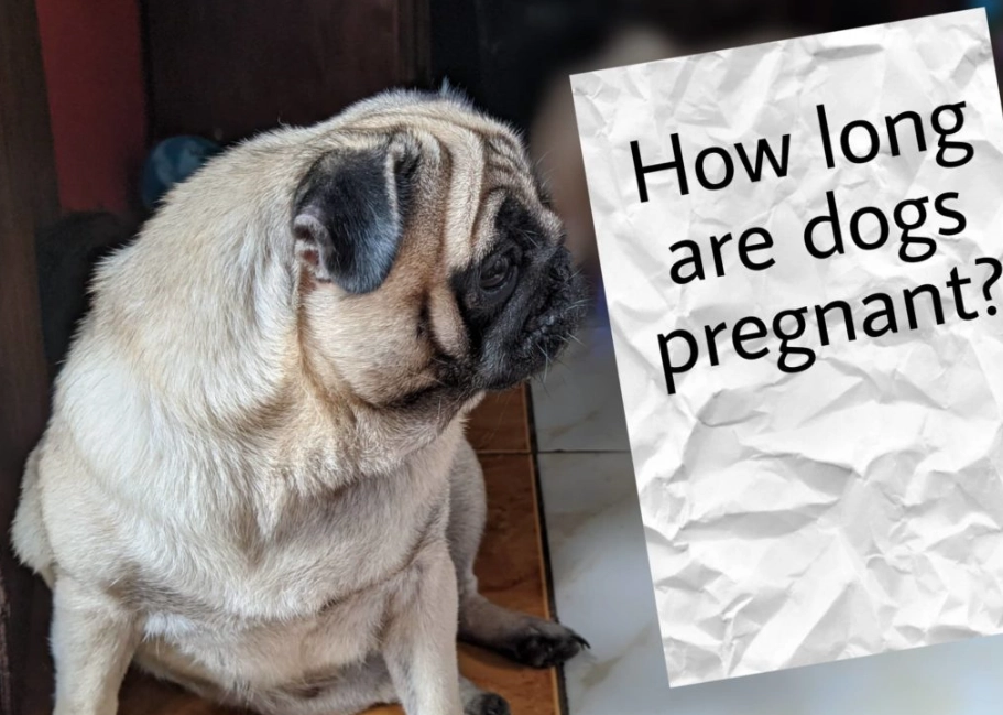 dog pregnancy signs