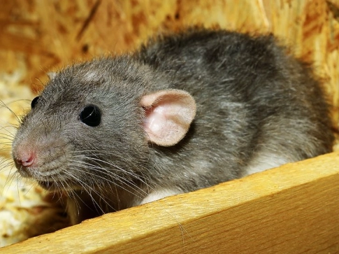 how long do rats live