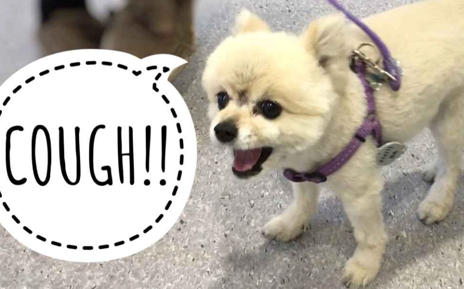 dog cough home remedy