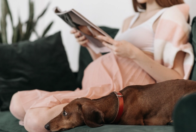 signs your dog is in heat