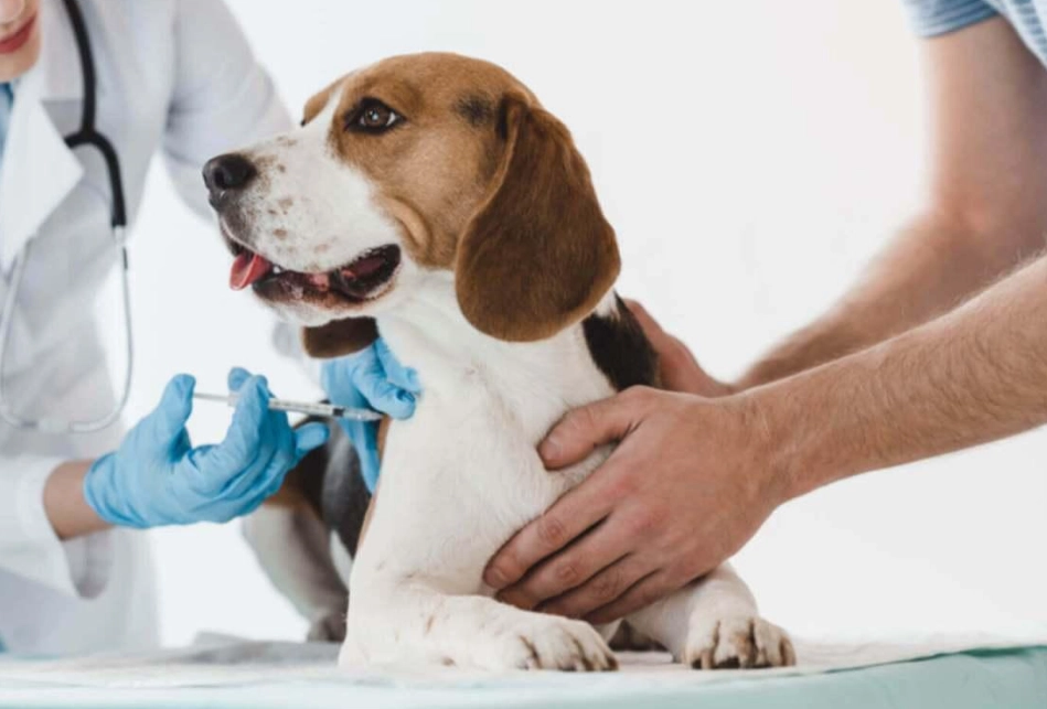 antibiotics for dog diarrhea