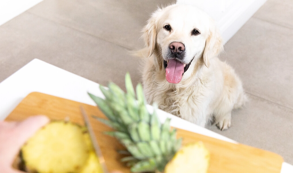 dogs and pineapple