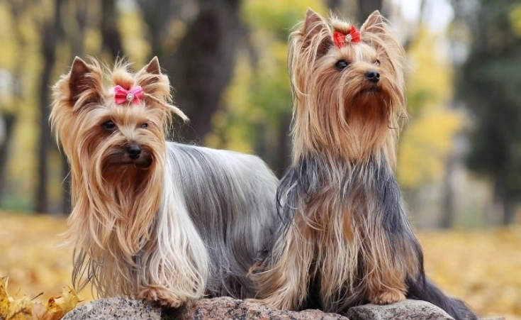 yorkshire terrier lifespan yorkshire terrier lifespan