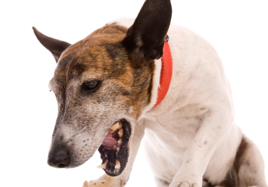 dog cough home remedy