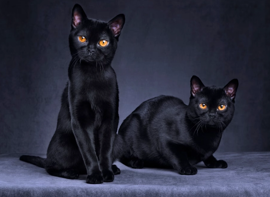 black cat breeds