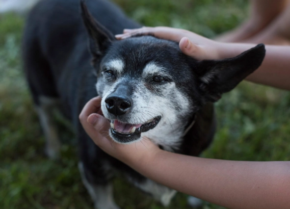 dog cushing's disease symptoms