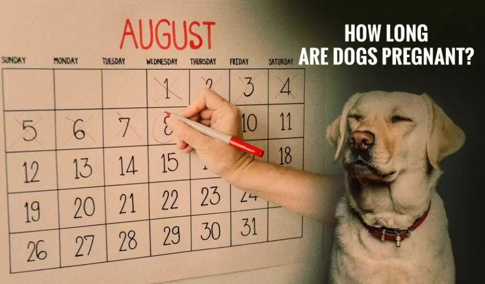 dog pregnancy stages