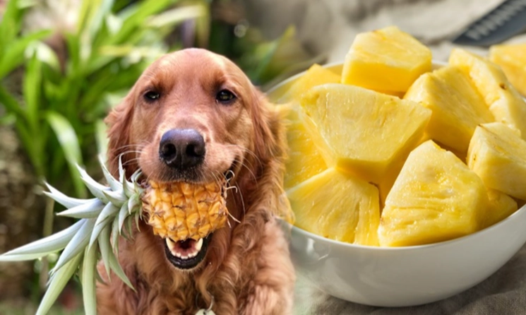 dogs and pineapple