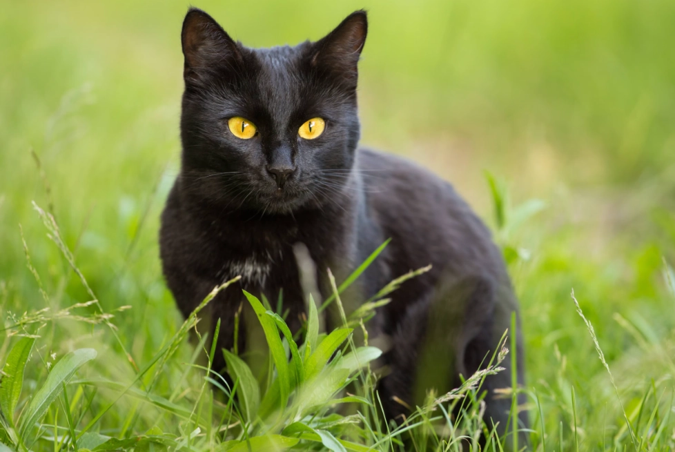 black cat breed information