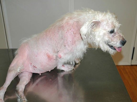 cushing's disease symptoms