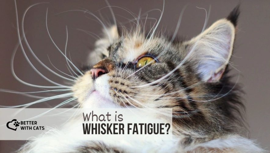 whisker fatigue