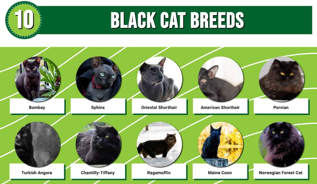 types of black cats
