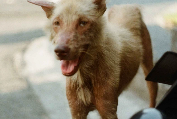 cushing's syndrome in dogs treatment