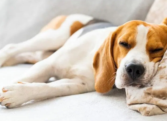 benadryl for dogs dosage