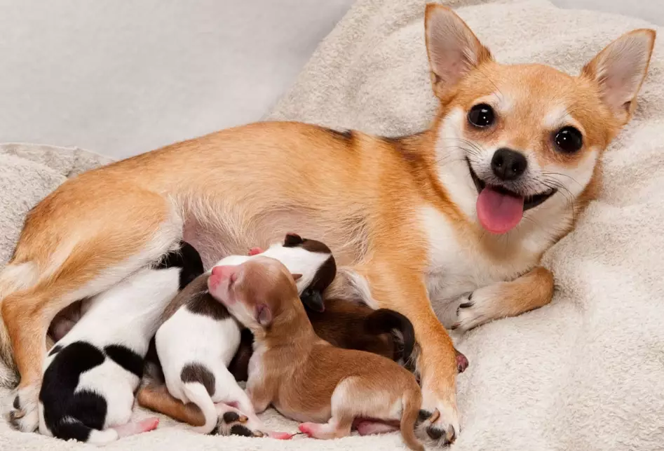 dog pregnancy stages