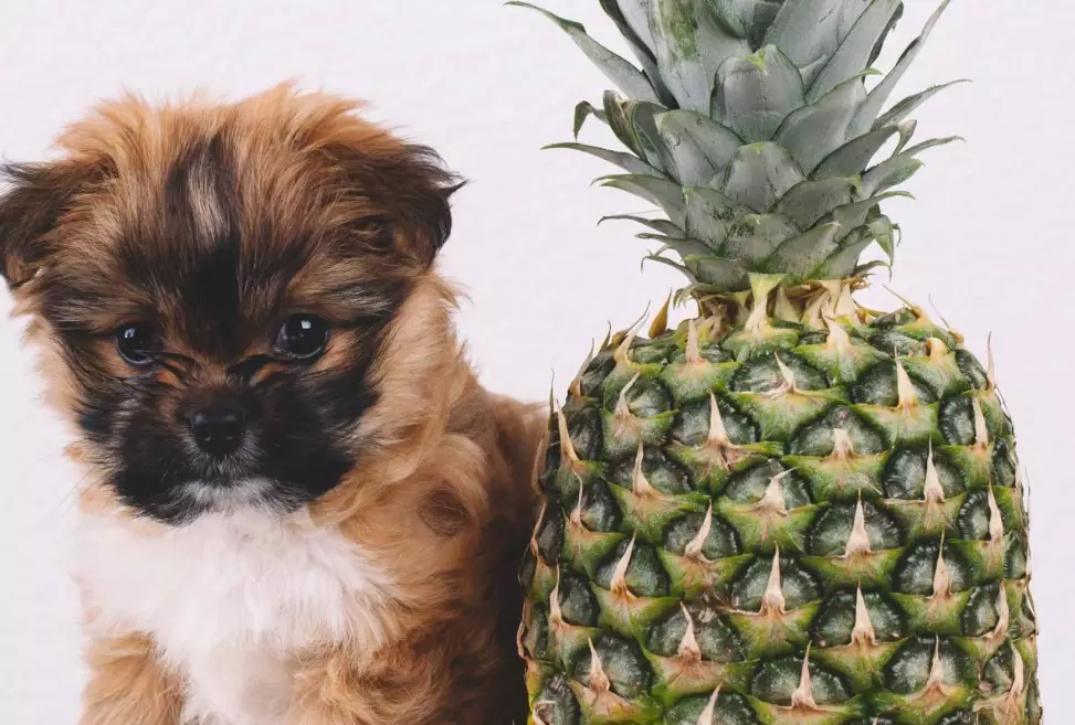 pineapple for dogs