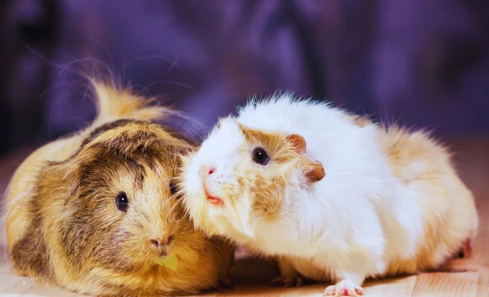 how long do guinea pigs live as pets