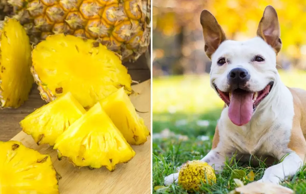 dogs and pineapple