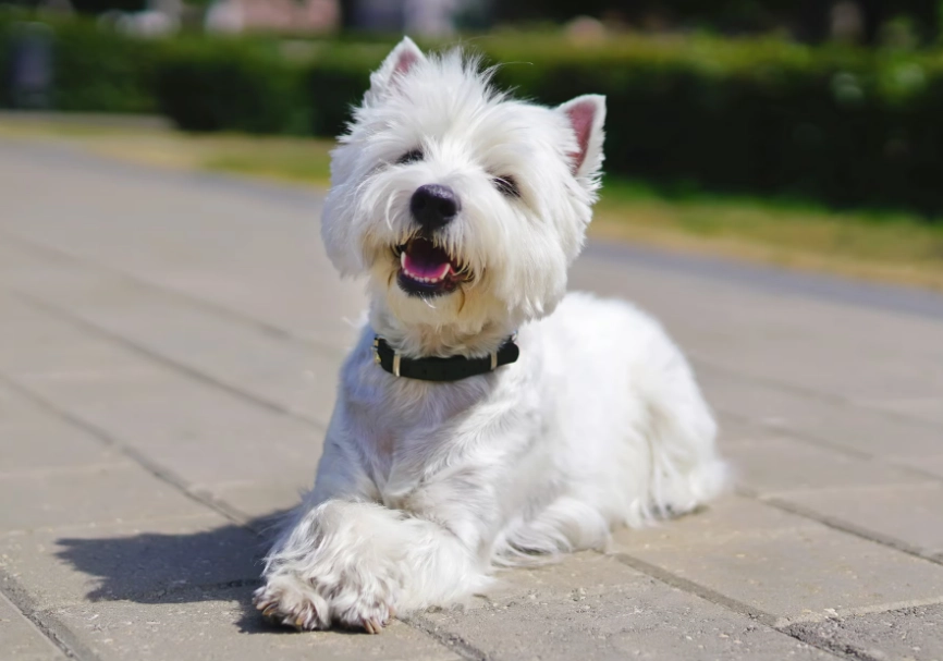 white dog breeds