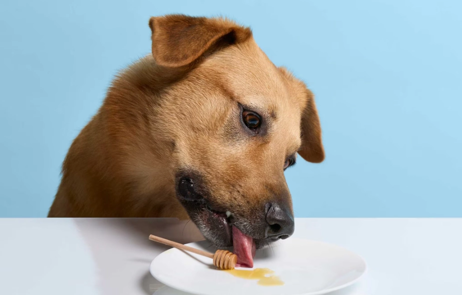 can dogs eat honey