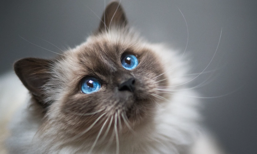 whisker friendly bowls