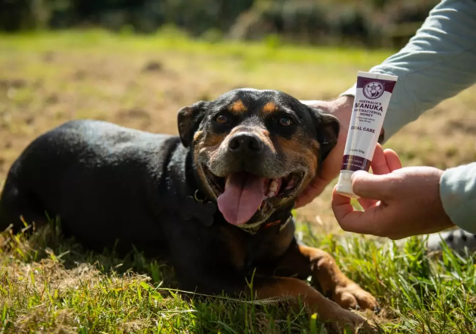 honey for dogs benefits