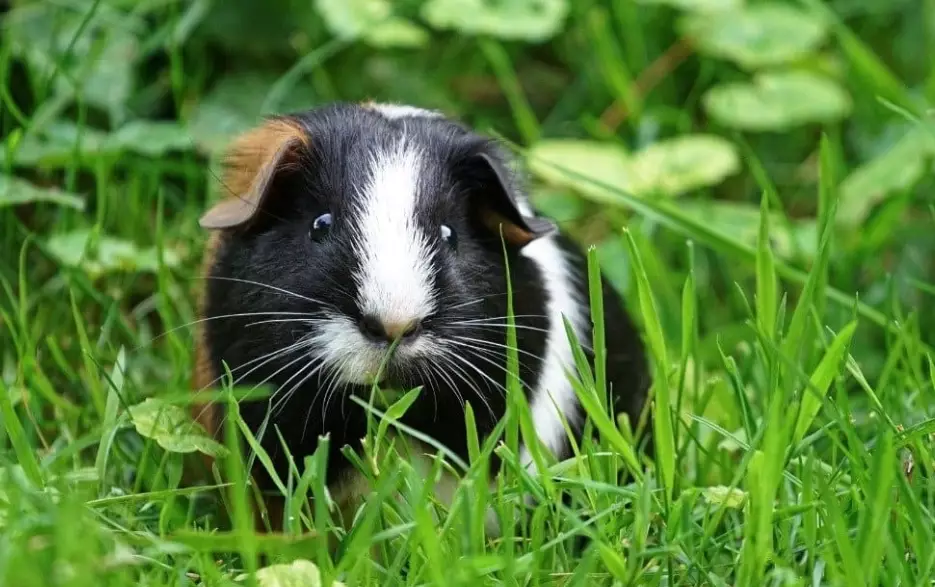guinea pig care for long life