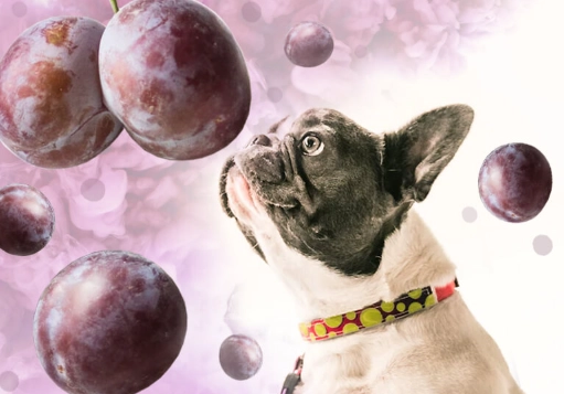 are plums safe for dogs