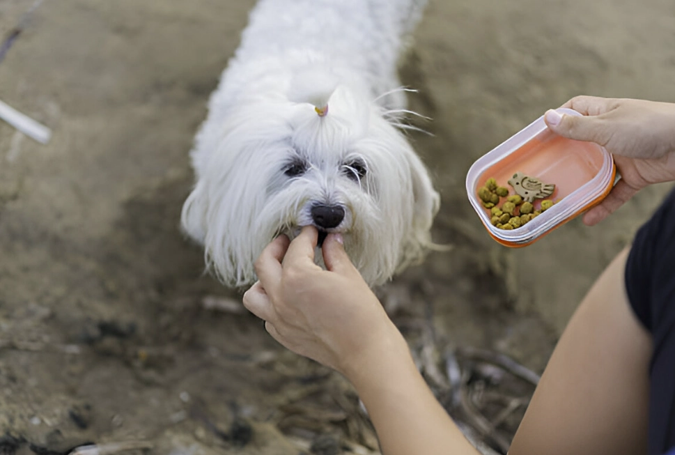 flagyl for dogs side effects