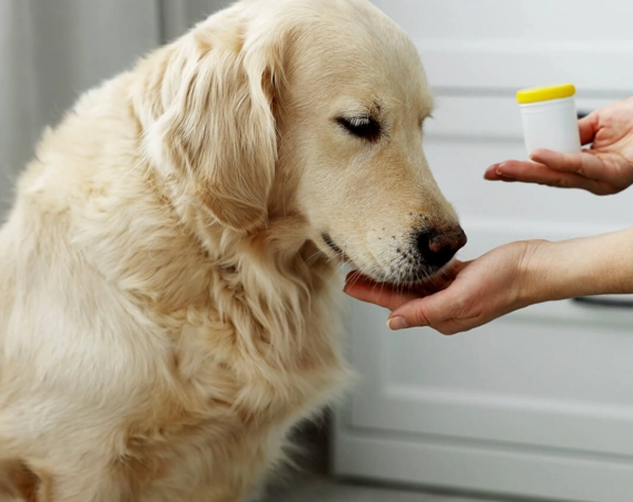 can dogs take benadryl