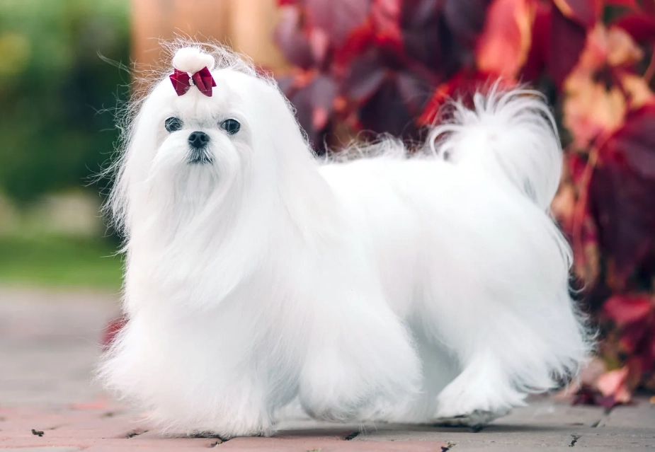 best white dog breeds