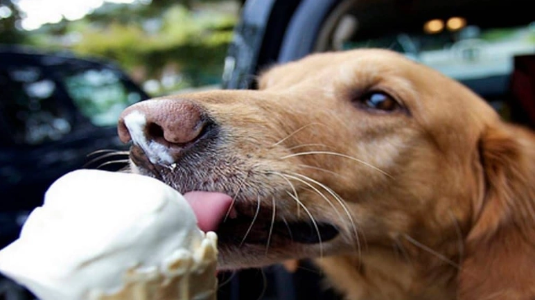 dog ice cream alternatives