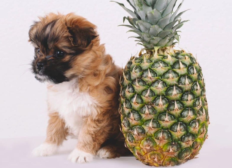 pineapple for dogs