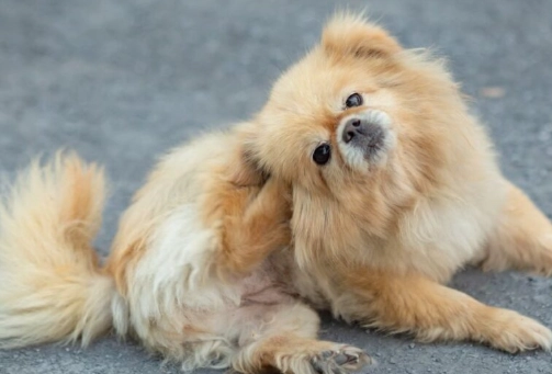 signs your dog is in heat