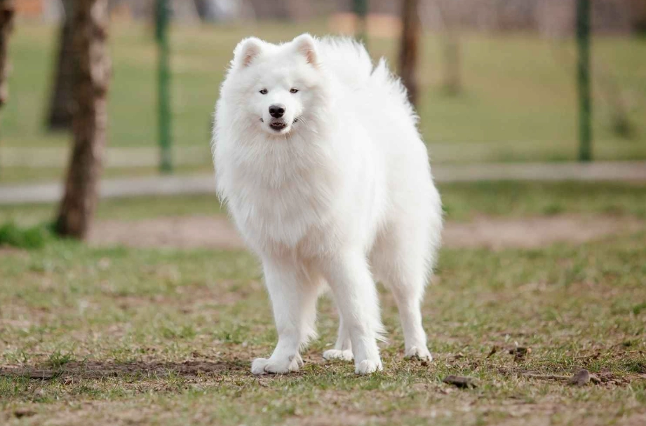 white fluffy dog breeds