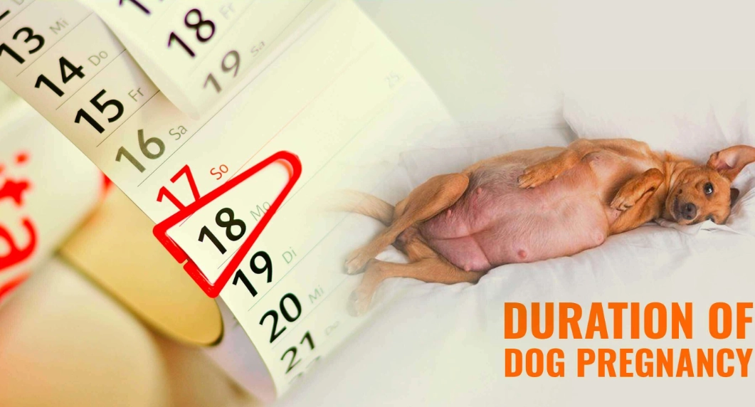 dog pregnancy stages