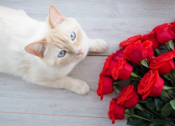 are roses toxic to cats