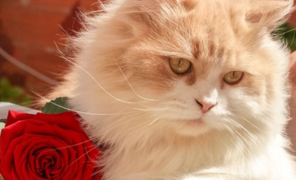 roses poisonous to cats