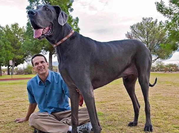 biggest dog breeds