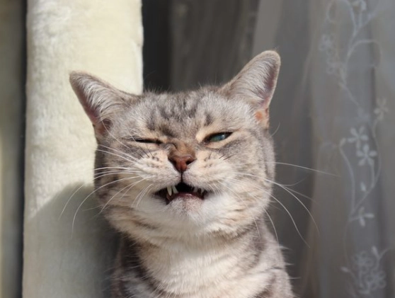 cat sneezing treatment