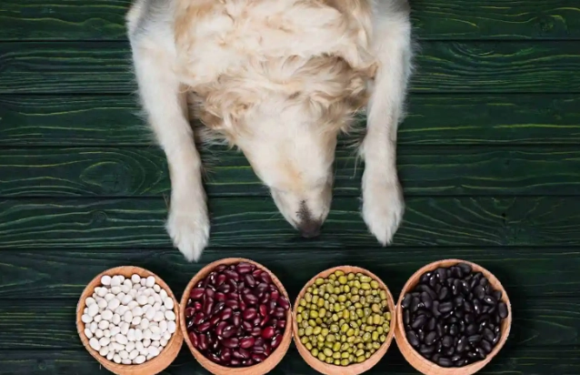 dogs eat beans