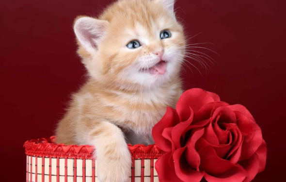 roses poisonous to cats