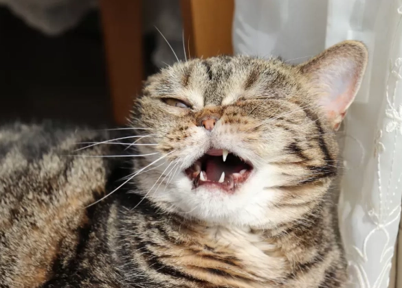 cat sneezing