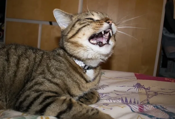 cat sneezing a lot