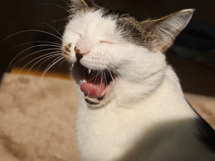 cat sneezing treatment