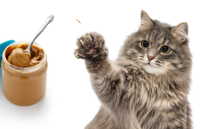 is peanut butter safe for cats